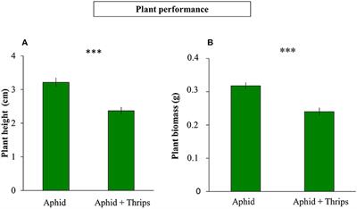 Role of Thrips Omnivory and Their Aggregation Pheromone on Multitrophic Interactions Between Sweet Pepper Plants, Aphids, and Hoverflies